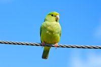 Bright green parrotlet perched on metal wire against vibrant blue sky background, small tropical bird with yellow beak displaying natural behavior outdoors.