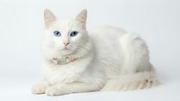 White fluffy cat with striking blue eyes wearing a decorative collar, isolated on white background for pet, animal, and design projects.