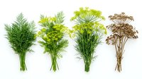 Fennel herb bundles in various stages of freshness from vibrant green to dried brown, isolated on white background for culinary and botanical design use.