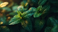 Fresh mint leaves with textured surface and vibrant green color in natural light, perfect for culinary, herbal tea, or aromatherapy content.