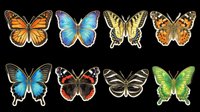 Colorful butterfly collection featuring eight diverse species isolated on transparent background, ready for t-shirt design, clipart, stickers, sublimation and print-on-demand projects.