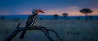 Red-billed hornbill perched on dead branch during golden hour sunset in African savanna landscape with acacia trees silhouetted against purple sky.