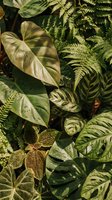Lush tropical foliage with monstera, fern, and calathea leaves in sunlight, showcasing rich green textures for nature and botanical themes.