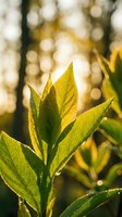 Fresh green leaves illuminated by warm golden sunlight with soft bokeh background creating natural spring growth and renewal atmosphere for wellness content.