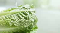 Fresh green romaine lettuce with water droplets and ice crystals, ideal for food, nutrition, healthy eating, and culinary content.
