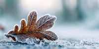 Frozen oak leaf covered with frost crystals on icy surface in winter morning light, showcasing delicate natural details in cold environment.