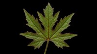 Maple leaf isolated on transparent background, ready for clipart, t-shirt design, stickers, print-on-demand products, sublimation, and digital crafts.