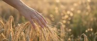 Hand gently touching golden wheat ears in field during sunset with warm bokeh light creating peaceful agricultural scene for harvest concepts.