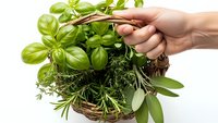 Hand holding wicker basket filled with fresh aromatic herbs including basil, rosemary, sage and thyme for cooking and culinary use.
