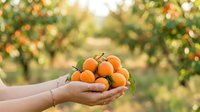 Caucasian female farmer holding freshly harvested small oranges or tangerines in cupped hands at orchard during harvest season, agricultural produce and farming concept.