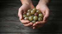 Caucasian hands holding fresh gooseberries on dark wooden surface for culinary, farming, and organic produce concepts.