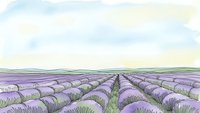 Lavender field rows stretching to horizon under soft cloudy sky. Hand-drawn agricultural landscape with purple flowering plants in organized cultivation pattern.