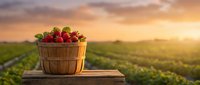 Fresh ripe strawberries in wooden basket on farm table at golden sunset over agricultural field rows for organic farming and harvest concepts.