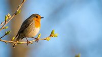 Small robin bird with orange breast perched on spring branch with green buds against soft blue sky background for nature and wildlife photography projects.