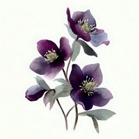 Watercolor purple hellebore flowers with green leaves on white background, botanical illustration for spring garden design and floral decoration projects.