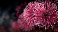 Vibrant pink fireworks exploding against dark night sky, creating festive celebration atmosphere for holiday events and commemorations.