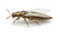 Winged insect with brown segmented body and transparent wings isolated on white background, suitable for educational materials, entomology resources, and nature design projects.