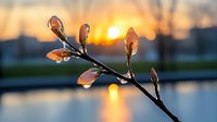Spring branch with water drops reflecting golden sunset light over blurred lake background, creating atmospheric nature macro photography.