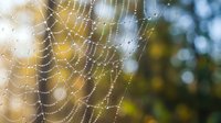 Spider web with morning dew drops glistening in sunlight against blurred natural background. Delicate water pearls on silk threads create magical bokeh effect.