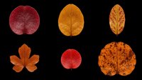 Six autumn leaves in red, orange and brown tones, isolated on transparent background. Ready for clipart, stickers, t-shirt design, sublimation, and print on demand.
