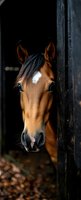 Bay horse with white blaze peeking through dark wooden stable door, looking directly at camera. Equine portrait for equestrian, farm, and animal content.