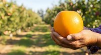 Farmer holding fresh ripe orange in hand at orchard during harvest season. Agricultural worker displaying citrus fruit production in sunny outdoor farming environment.