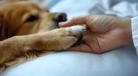 Human hand gently holding dog paw on white bedding, representing bond, companionship and trust between pet owner and faithful furry friend in tender moment.