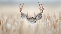 Majestic whitetail deer buck peering through tall autumn wheat field, antlers visible above golden grass stalks in soft morning light and fog.