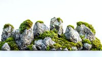 Moss covered gray rocks formation isolated on white background. Natural stone wall texture with green moss and lichen growing on surface.