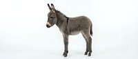 Gray donkey standing in profile on white background isolated for design projects and educational materials.