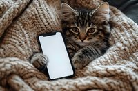 Tabby cat lying on cozy knitted blanket with blank screen smartphone, looking at camera. Modern lifestyle with pets and technology concept.