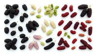 Assorted fresh berries including blackberries, white mulberries, red currants and pink peppercorns arranged on white background for food styling and culinary design projects.