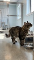 Tabby cat standing in modern veterinary clinic examination room with metal cage and food bowl on clean floor.
