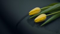 Yellow tulip buds with green stems on dark background, elegant floral composition showing gentle curve of flowers, minimalist spring nature photography.