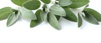 Fresh sage leaves isolated on white background for culinary herbs cooking seasoning natural organic ingredient kitchen spice aromatic plant medicine.