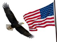 Bald eagle in flight with spread wings soaring next to waving flag on pole, isolated on white background for patriotic designs and national holiday projects.