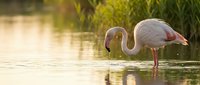 Wading bird with long curved neck and thin legs standing in shallow water among reeds during golden hour, suitable for nature and wildlife content.