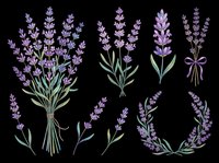 Lavender flower set with bouquets, sprigs, and wreath, isolated on transparent background. Great for stickers, t-shirt design, sublimation, and print on demand.