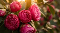 Pink ranunculus flowers blooming in warm sunlight with soft bokeh background for spring garden and floral design projects.