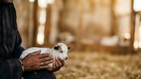 Farmer holding young white lamb in barn setting, agricultural livestock care and rural farming operations.