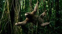Brown sloth hanging from jungle vines in tropical rainforest canopy with lush green vegetation and moss-covered trees creating natural wildlife habitat.