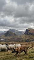 Border collie herding sheep flock across rugged highland landscape under dramatic stormy sky with rolling hills and mountains in remote countryside setting.