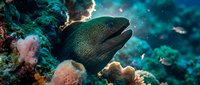 Green moray eel emerging from vibrant coral reef with colorful marine life in tropical underwater ecosystem for diving and marine biology content.