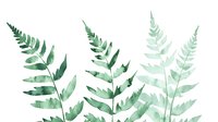Watercolor fern leaves in soft green shades on white background, botanical art isolated for nature-inspired designs and decorative projects.