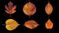 Autumn leaves collection featuring six isolated fall foliage specimens in red, orange, and yellow tones on transparent background. Ready for clipart, t-shirt design, stickers, and print-on-demand projects.