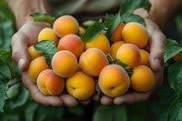 Fresh ripe apricots held in farmer's hands against green foliage background, showcasing organic harvest and farm-to-table concept for healthy eating and agriculture.