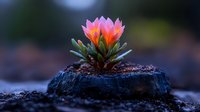 Pink succulent flower blooming on dark rock surface with blurred natural background, dramatic lighting highlights delicate petals in nature macro photography.
