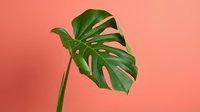 Green monstera leaf with natural splits and holes on coral pink background, isolated for design and botanical decor projects.