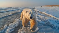 Polar bear walking along frozen arctic coastline at sunset, waves crashing on icy shore. Powerful predator in natural winter habitat showing strength and survival.