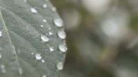 Fresh morning dew drops on green leaf surface creating natural water pearls with soft bokeh background for wellness and nature concepts.